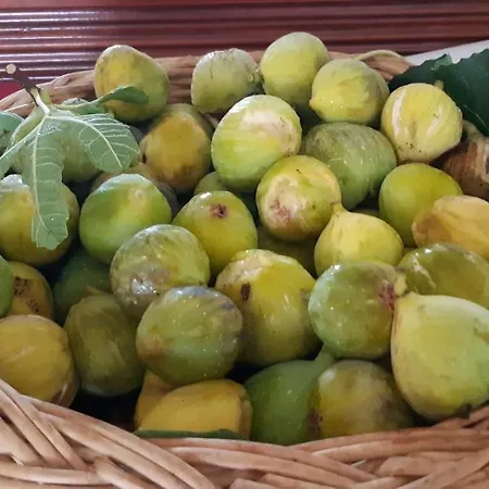 Lägenhetshotell Kaiafas Zacharo